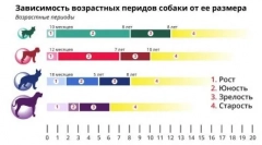 Скільки років собаки живуть вдома